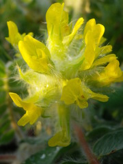 Astragalus dasyanthus