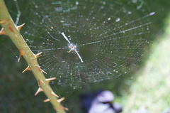 Argiope argentata