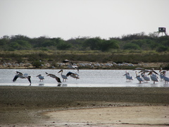 Pelecanus onocrotalus