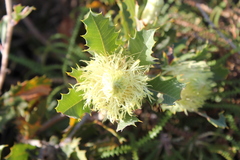 Banksia obovata