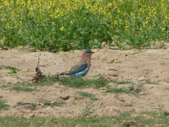 Coracias benghalensis