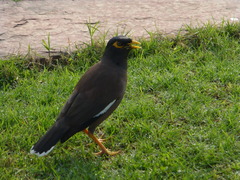 Acridotheres tristis