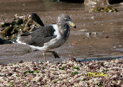 Larus atlanticus