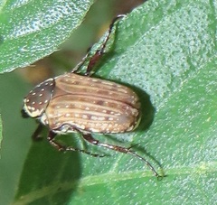 Elaphinis delagoensis