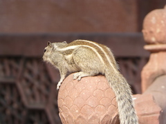 Funambulus pennantii