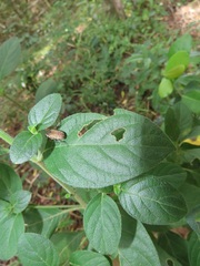 Elaphinis delagoensis