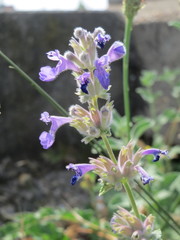 Nepeta racemosa