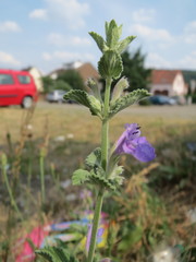 Nepeta racemosa