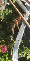 Libellula croceipennis