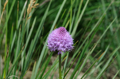 Traunsteinera globosa