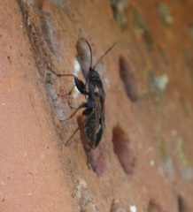 Rhyparochromus