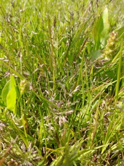 Eragrostis multicaulis