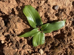 Colchicum longipes