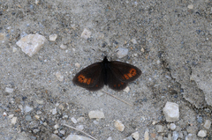 Erebia epiphron