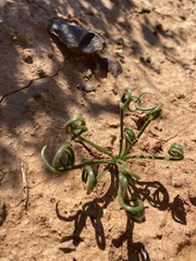 Albuca viscosa