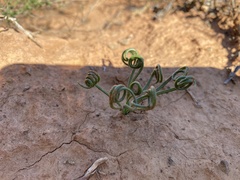 Albuca viscosa