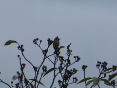 Pycnonotus leucogenys