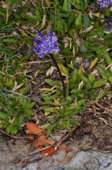 Phyteuma globulariifolium