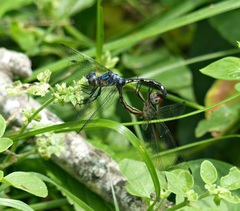 Nephepeltia flavifrons