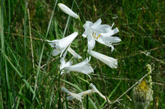 Paradisea liliastrum