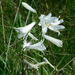 St Bruno's Lily - Photo (c) Giacomo Gola, some rights reserved (CC BY-NC), uploaded by Giacomo Gola