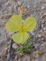 Oenothera grandis