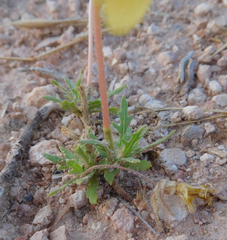 Oenothera grandis