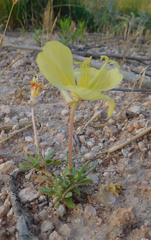 Oenothera grandis