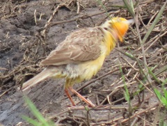 Macronyx capensis colletti