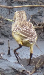 Macronyx capensis colletti