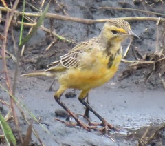 Macronyx capensis colletti
