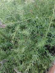 Asparagus