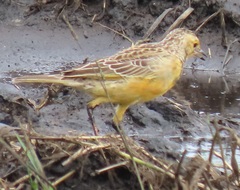 Macronyx capensis colletti