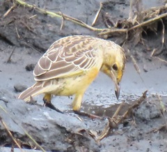 Macronyx capensis colletti