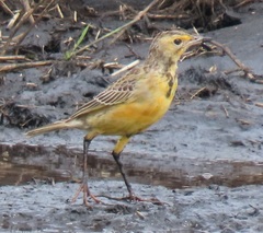 Macronyx capensis colletti