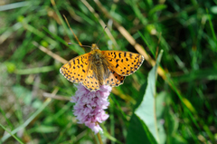 Boloria graeca