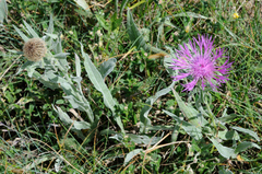 Centaurea uniflora
