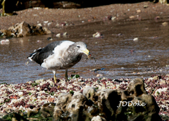 Larus atlanticus