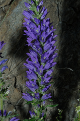 Campanula spicata