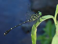 Burmagomphus vermicularis