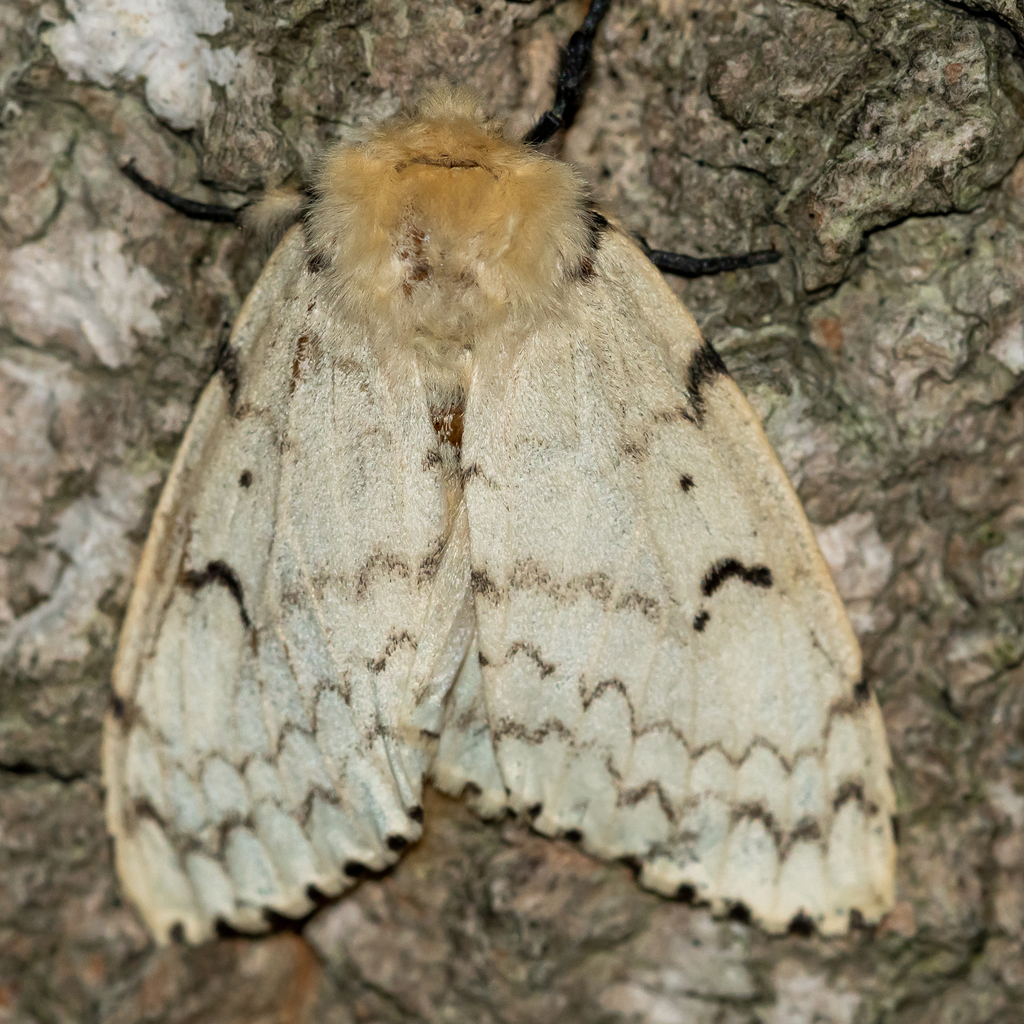 Spongy Moth