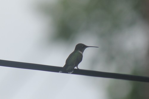 Ruby-throated Hummingbird photographed in Tennessee