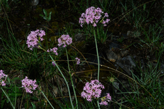 Centranthus angustifolius