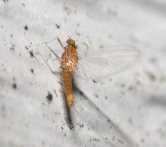 Acentrella turbida