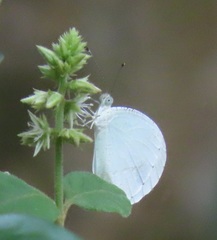 Leptosia alcesta inalcesta