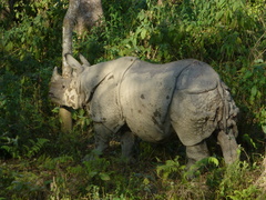 Rhinoceros unicornis