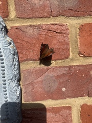 Aglais io