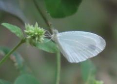 Leptosia alcesta inalcesta