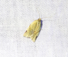 Paramesia gnomana