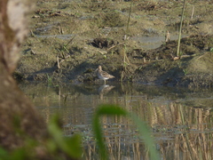Gallinago